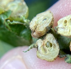 Neuroterus quercusirregularis