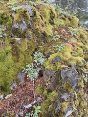 Lomatium martindalei
