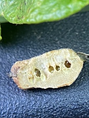 Neuroterus quercusirregularis