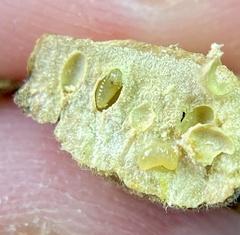 Neuroterus quercusirregularis