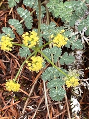 Lomatium martindalei