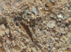 Actocetor indicus