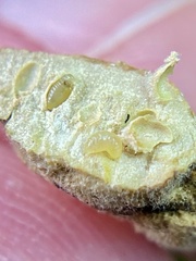 Neuroterus quercusirregularis