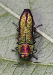 Anthaxia dichroa