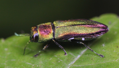 Anthaxia dichroa