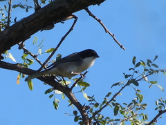 Microspingus melanoleucus