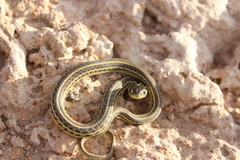 Thamnophis eques
