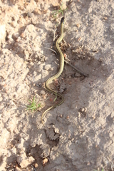Thamnophis eques