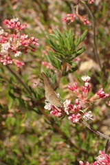 Satyrium auretorum