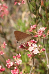 Satyrium auretorum