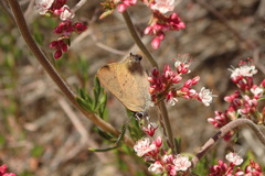 Satyrium auretorum