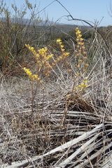 Dudleya multicaulis