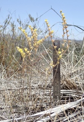 Dudleya multicaulis