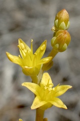Dudleya multicaulis