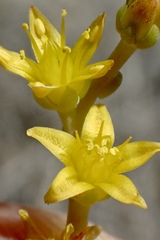 Dudleya multicaulis