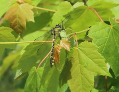 Gomphurus lineatifrons