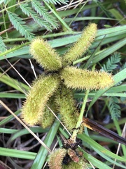 Mimosa hystricina