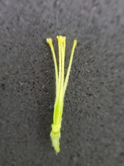 Oxalis suksdorfii