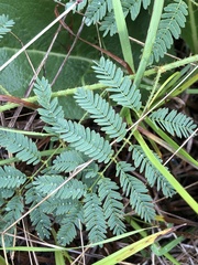 Mimosa hystricina