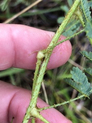 Mimosa hystricina