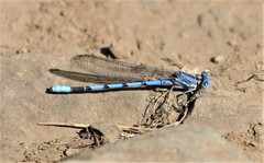 Argia agrioides