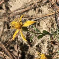 Heterotheca sessiliflora