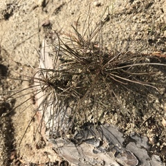 Erysimum teretifolium
