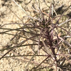 Erysimum teretifolium
