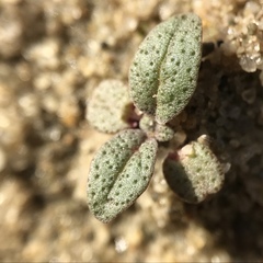 Monardella sinuata nigrescens