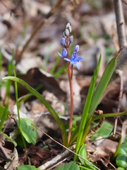 Scilla vindobonensis