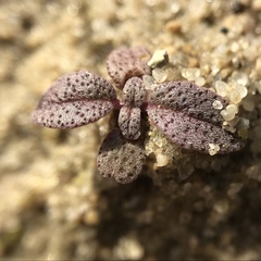 Monardella sinuata nigrescens