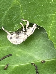 Dermatoxenus caesicollis