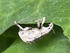 Dermatoxenus caesicollis
