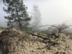 Erysimum teretifolium