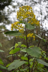 Rumfordia floribunda