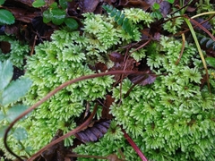 Hypopterygium didictyon