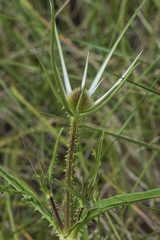 Dipsacus comosus