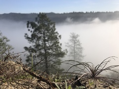 Erysimum teretifolium