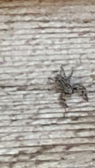 Platycryptus undatus