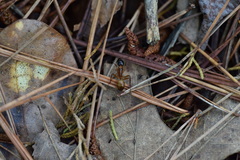 Camponotus americanus