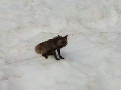 Vulpes vulpes cascadensis