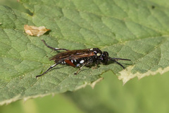 Macrophya punctumalbum