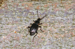 Limodromus