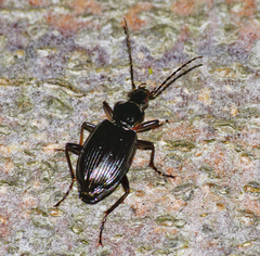 Limodromus