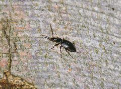 Limodromus