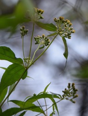Alloispermum colimense