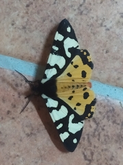 Arctia villica konewkaii