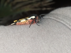 Arctia villica konewkaii