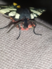 Arctia villica konewkaii