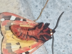 Arctia villica konewkaii